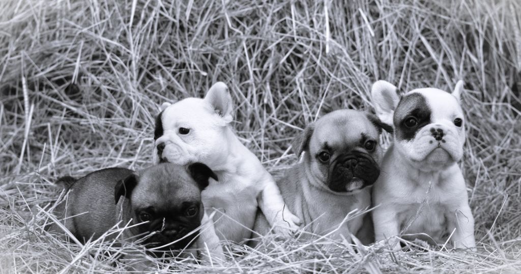 chiot Bouledogue français Julie Berthet